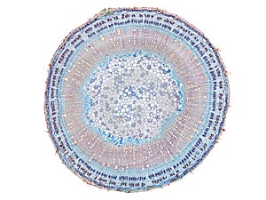 Cross section cut slice of plant stem under the microscope â€“ microscopic view of plant cells for botanic education