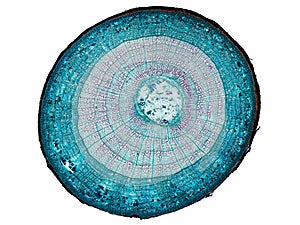 Cross section cut slice of plant stem under the microscope â€“ microscopic view of plant cells for botanic education