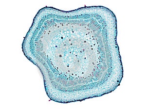 Cross section cut slice of plant stem under the microscope â€“ microscopic view of plant cells for botanic education