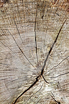 Cross section of cut tree trunk background, texture
