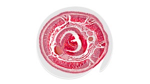 Cross section cut under the microscope â€“ microscopic view of animal cells for education