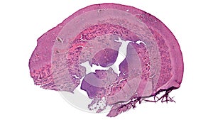 Cross section cut under the microscope â€“ microscopic view of animal cells for education