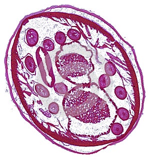 Cross section cut under the microscope â€“ microscopic view of animal cells for education