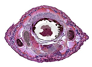 Cross section cut under the microscope â€“ microscopic view of animal cells for education