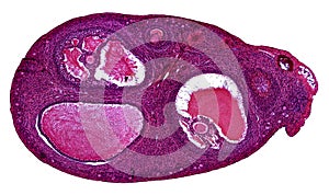 Cross section cut under the microscope â€“ microscopic view of animal cells for education