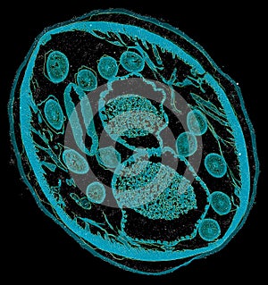 Cross section cut under the microscope â€“ microscopic view of animal cells for education