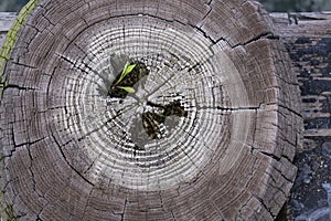 Cross section of cut wood. Close up of a tree trunk with a leave coming out