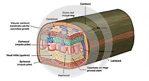 Cross-section diagram of a tree trunk illustrating various layers. The outermost layer