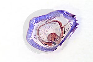 Microscopy view of earthworm cross section