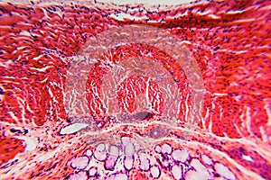 Cross section esophagus dog