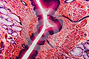 Cross section esophagus dog