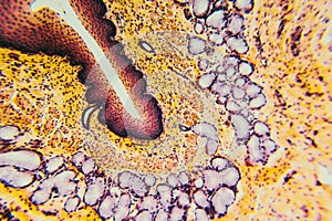 Cross section esophagus dog