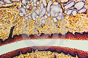 Cross section esophagus dog