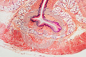 Cross section esophagus dog