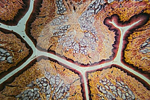 Cross section esophagus dog