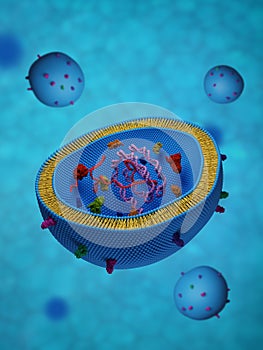 Cross-section of an exosome