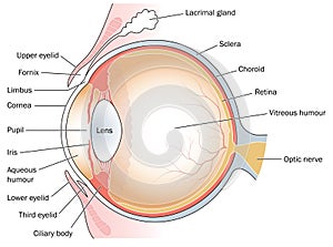 Cross section through the eye