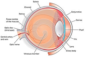 Cross section through the eye photo