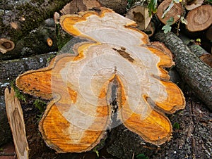 Cross section of a felled wild cherry tree