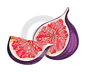 Cross Section of Fig Fruit Showing Bright Flesh with Small Seeds Inside Vector Illustration