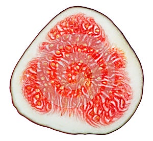 Cross-section of fig tree fruit