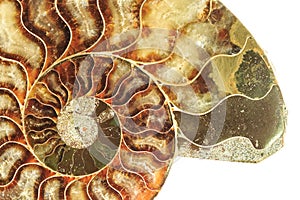 A cross-section through a fossil ammonite shell