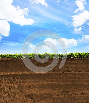 Cross section of grass with blue sky