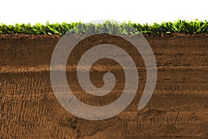 Cross section of grass isolated on white