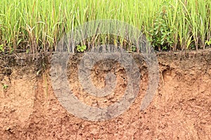 Cross section of grass and soil profile