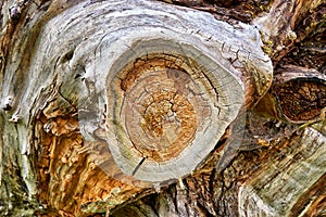 Cross section with growth rings from an old sawed off tree. Timber wood texture background