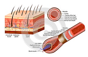 Cross section of a hair strand. Section of skin, showing the epidermis and dermis a hair in its follicle the Arrector photo