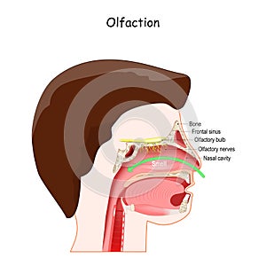 Cross section of head with Nasal cavity, and Olfactory bulb