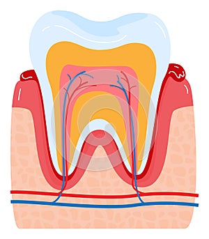 Cross-section of a healthy human tooth showing enamel, dentin, pulp, and gum. Colorful dental anatomy, tooth structure