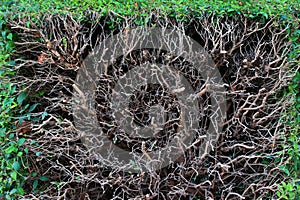 Cross section of a hegde, with green outside and dry inside of a bush