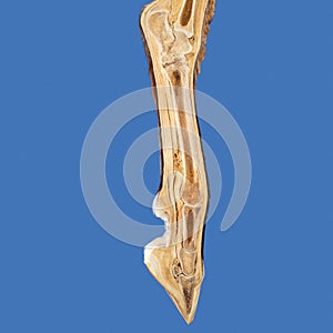 Cross section of Horse leg bones fetlock and foot