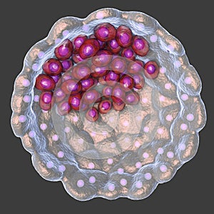 Cross-section of human blastocyst showing inner mass and trophoblast layers