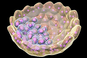 Cross-section of human blastocyst showing inner mass and trophoblast layers