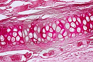 Cross section human cartilage bone under microscope view for education histology.