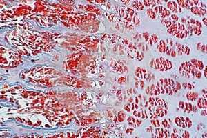 Cross section human cartilage bone under microscope view for education histology.