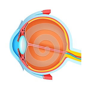 Cross section of human eye