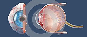 Cross-section of the human eye in a side view and a frontal view