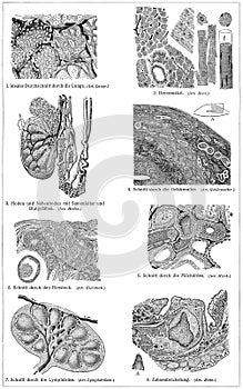 Cross section of human internal organs.