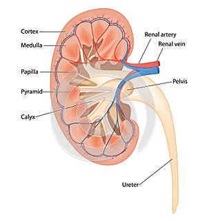 Cross section of human kidney photo
