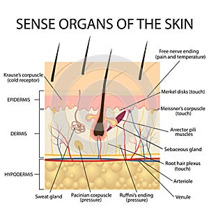 Cross section human skin. photo
