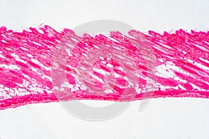 Cross section human skin tissue under microscope view