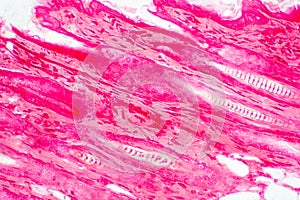 Cross section human skin tissue under microscope view