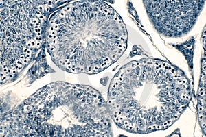 Cross section Human testis under microscope view