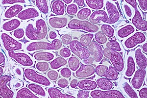 Cross section Human testis under microscope view for education h