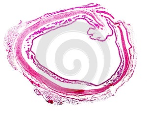 Cross-section of human trachea isolated on white background