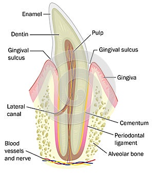 Cross section of incisor tooth